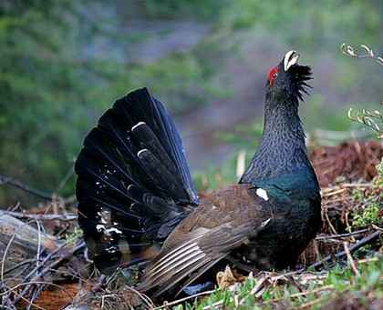 Veliki tetreb - Tetrao urogallus